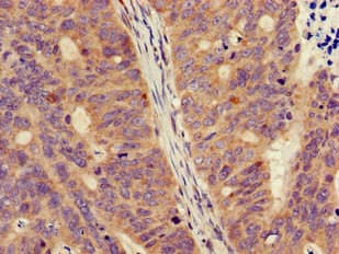FPR3 / FPRL2 Antibody