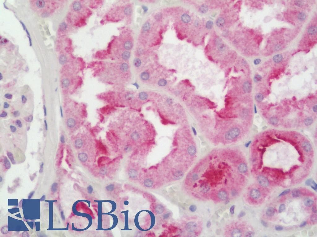 IHC-plus™ NOX4 Antibody