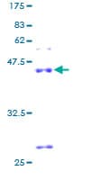 Human SHISA5 / SCOTIN Protein (Recombinant GST)