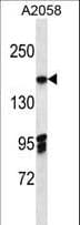 EIF3A Antibody (aa1219-1247)