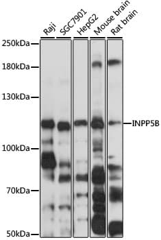 INPP5B Antibody