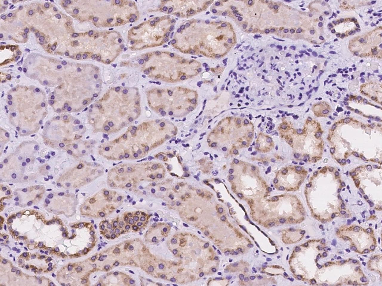 Polyclonal Rabbit anti-Human TAF4B Antibody (IHC, IF)