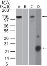 NALP3 / NLRP3 Antibody (aa216-385, clone 25N10E9)