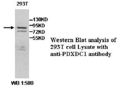 PDXDC1 Antibody (aa243-494)