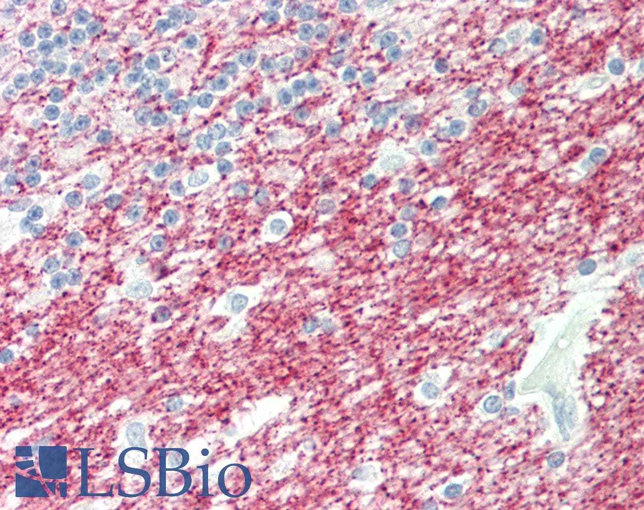 PathPlus™ MOG Antibody (aa163-174)