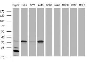 JUN / c-Jun Antibody (clone OTI1B3, Carrier-free)
