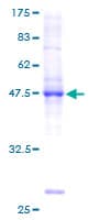 Human BRF1 Protein (Recombinant GST)