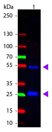Polyclonal Rabbit Anti-Goat IgG Secondary Antibody (Atto 488, IF, WB)
