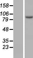 ARMC3 Protein (Over-Expression Lysate Myc-DDK (Flag))
