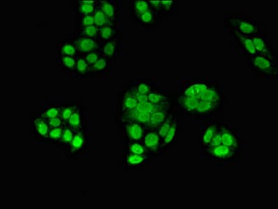 Polyclonal Rabbit anti-Human ZNF816 / ZNF816A Antibody (IHC, IF)