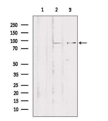 ZNF148 / ZBP-89 Antibody