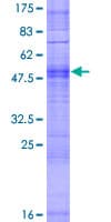 Human OR4K14 Protein (Recombinant GST)
