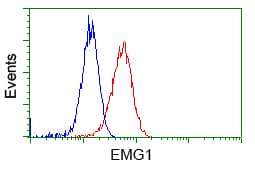 EMG1 / NEP1 Antibody (clone OTI1B8)