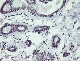 UBOX5 Antibody (clone OTI8D5)