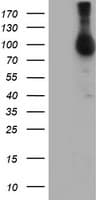 NLN / Neurolysin Antibody (clone OTI2F2)