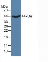CTH / Cystathionase Antibody (aa163-382)