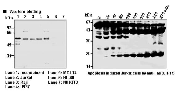 CASP8 / Caspase 8 Antibody (clone 5F7)