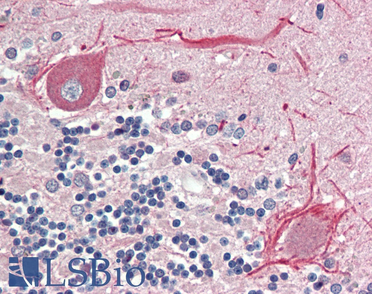 IHC-plus™ BCL2L15 Antibody (aa24-33)