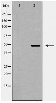 Polyclonal Rabbit anti-Human QRFPR / GPR103 Antibody (IF, WB)