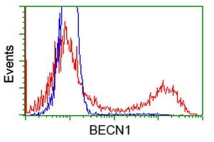 Monoclonal Mouse anti-Human BECN1 / Beclin-1 Antibody (clone OTI2C5, IF, WB)
