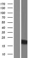 KRTAP9-2 Protein (Over-Expression Lysate Myc-DDK (Flag))