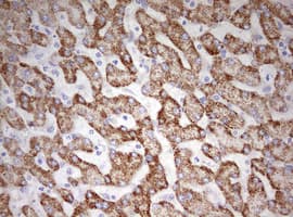 HADH Antibody (aa57-314, clone OTI1D4)