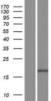 RPS13 / Ribosomal Protein S13 (Over-Expression Lysate Myc-DDK (Flag))