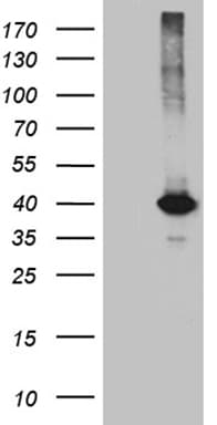 KLF7 Antibody (clone OTI10D1)