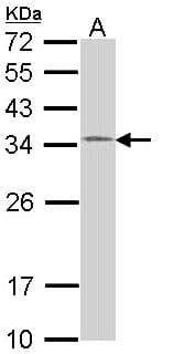 HUS1 Antibody (aa1-273)