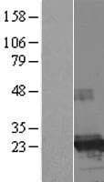 FTHL17 Protein (Over-Expression Lysate Myc-DDK (Flag))