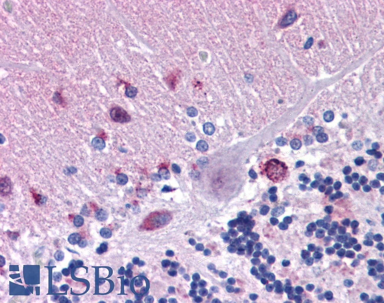 MFSD2A Antibody
