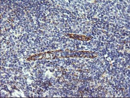 C4orf22 Antibody (clone OTI1A6)