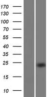 EFCAB9 Protein (Over-Expression Lysate Myc-DDK (Flag))