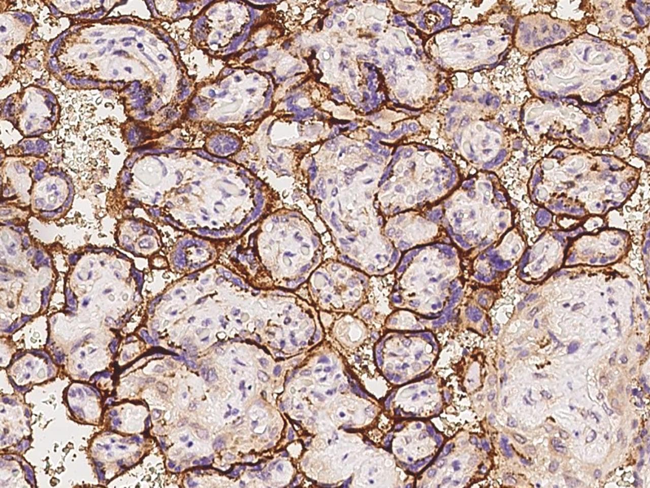 SCFD1 / SLY1 Antibody