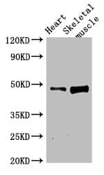 Polyclonal Rabbit anti-Human C1orf177 Antibody (IHC, WB)