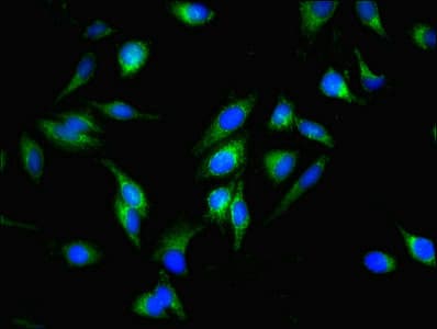 FIS1 Antibody