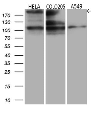 IQGAP1 Antibody (aa464-609, clone OTI5F9, Carrier-free)