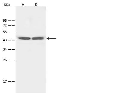 Polyclonal Rabbit anti-Human HTR4 / 5-HT4 Receptor Antibody (WB)