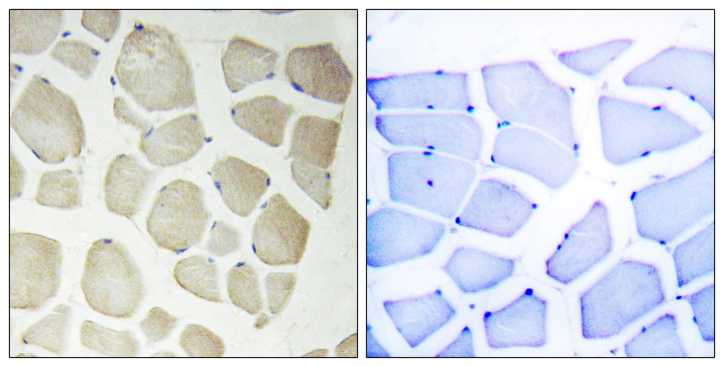 CDKL3 Antibody (aa291-340)