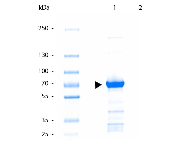 Kinesin Heavy Chain / KIF5B Antibody