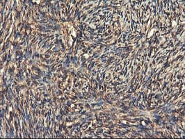 RNPEP Antibody (clone OTI3B5)