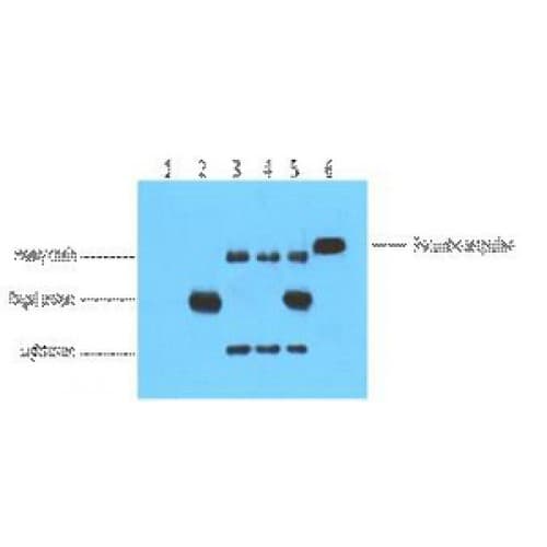 His Tag Antibody (clone 4E6)