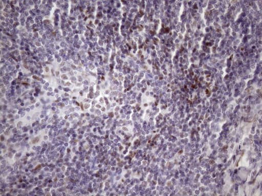 SRSF9 / SFRS9 Antibody (clone OTI5G7)