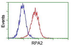 RPA2 / RFA2 / RPA34 Antibody (clone OTI3A12, Carrier-free)
