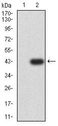 TIGIT Antibody (clone 4C5B9)
