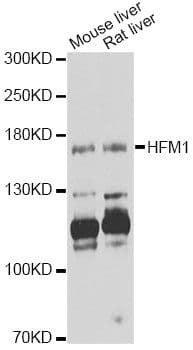 HFM1 Antibody