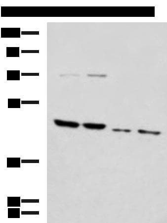 HTRA2 / OMI Antibody
