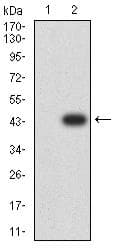 CPV-NS1 Antibody (clone 2B5B7)