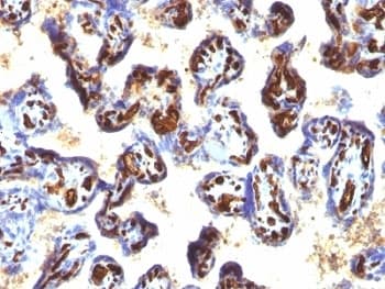 CD34 Antibody (N-Terminus, clone QBEnd/10 + HPCA1/763)