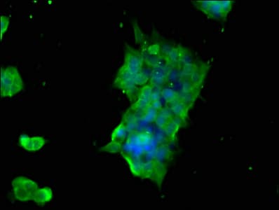 Polyclonal Rabbit anti-Human GTPBP1 / GP1 Antibody (IHC, IF)